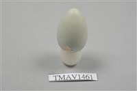 藏品(灰椋鳥卵)的圖片